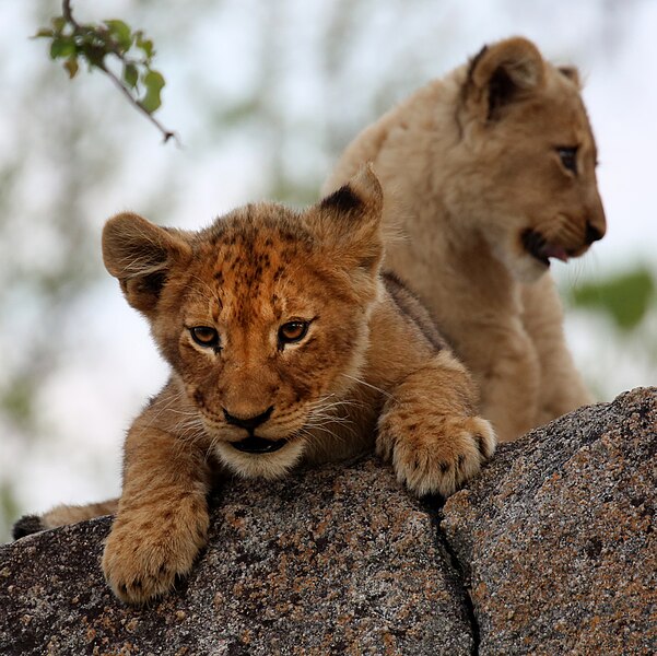 File:Lion cub, MalaMala Game Reserve, South Africa (51654932616).jpg