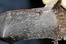 The image depicts P. destructans growth on a bat wing