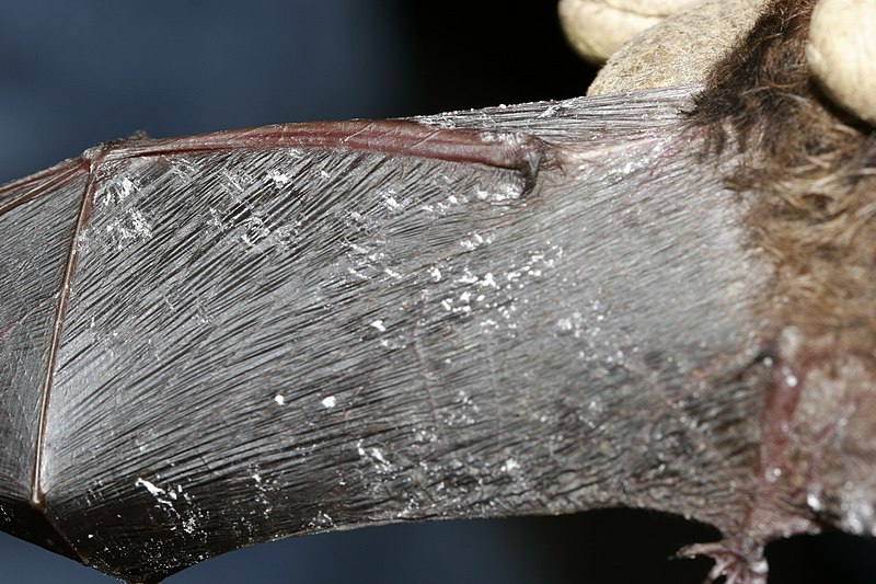 File:Little brown bat; Fungus on wing membrane, Oct. 2008, New York (5765048311).jpg