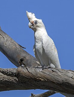 Little corella (Cacatua sanguinea gymnopis) Blanchetown, South Australia