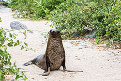 Lobo marino (Zalophus californianus wollebaeki), isla de San Cristóbal, islas Galápagos, Ecuador, 2015-07-25, DD 54.JPG