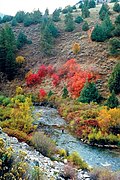 Logan River in the Wasatch-Cache National Forest