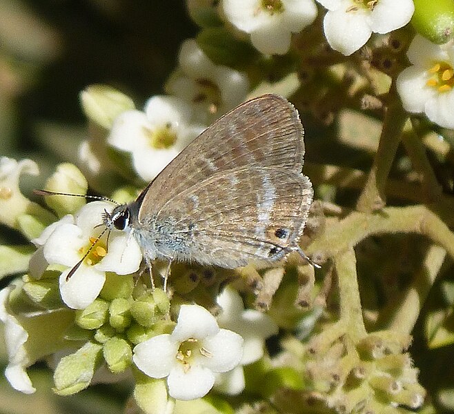 File:Long-tailed Blue. Lampides boeticus (33391813762).jpg