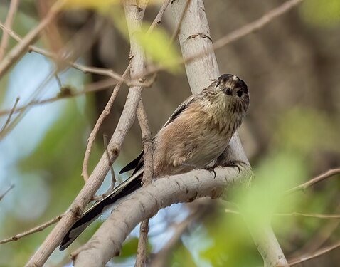 Long-tailed tit, Florence