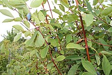 Lonicera edulis 1.JPG