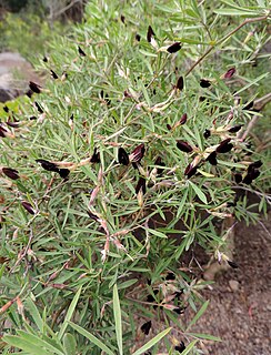 <i>Lotus jacobaeus</i> Species of legume