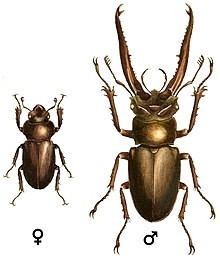 Lucanus laminifer.jpg