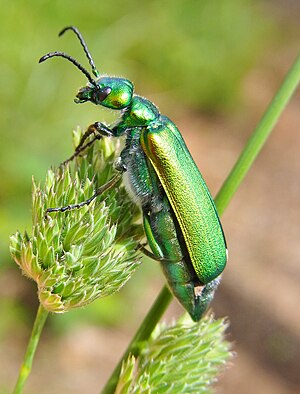 Lytta vesicatoria side2.jpg