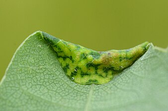 Macrodiplosis pustularis (= M. dryobia) on Quercus sp.