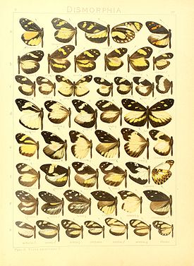 Лепидоптерологическая коллекция представителей подсемейства