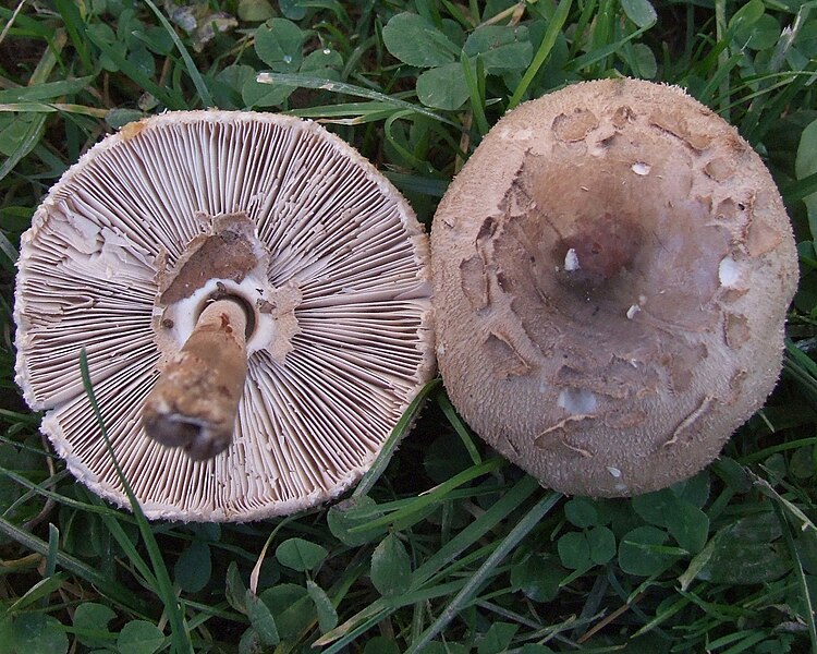 File:Macrolepiota konradii P20.2.JPG