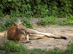 Macropus-rufus-red-kangaroo-resting.jpg