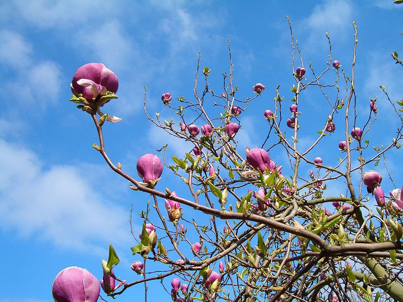 File:Magnolia tree.jpg