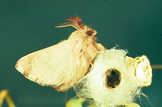 <i>Malacosoma incurva</i> Species of moth