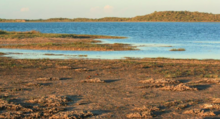 Madagascar plover breeding habitat at Lake Antsirabe, Andavadoaka, Madagascar Malagasy plover breeding habitat.png