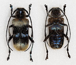 <i>Malloderma pascoei</i> Species of beetle
