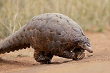 Un pangolin terrestre