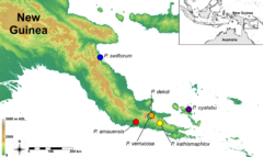 Localização de várias espécies do gênero Paedophryne na Papua-Nova Guiné (a espécie Paedophryne amauensis tem sua localização indicada pelo ponto vermelho do mapa).