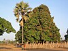 Mar Lodj Trees