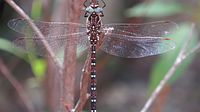 Male wings