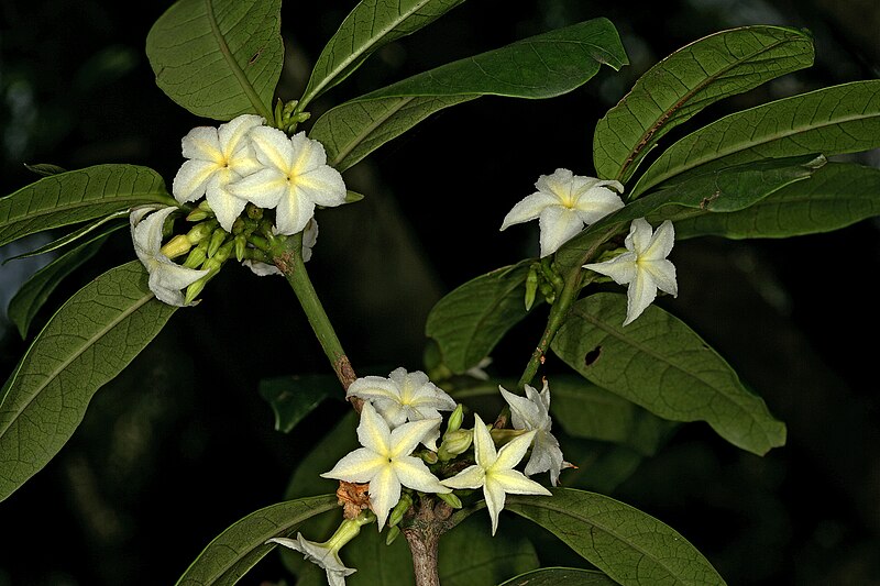 File:Mascarenhasia arborescens 1DS-II 2176.jpg