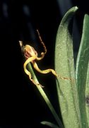 Masdevallia caudivolvula