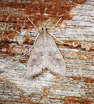 <i>Mecyna asinalis</i> Species of moth