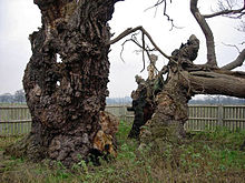 The Mediaeval Oak - said to be 750 years old Mediaeval Oak.jpg