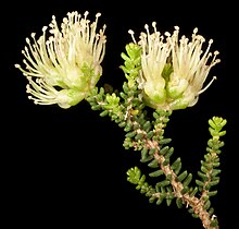 Melaleuca micromera - Flickr - Kevin Thiele.jpg