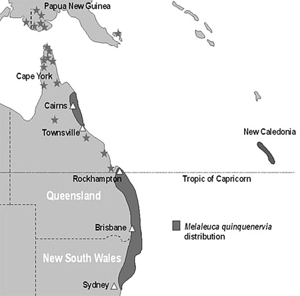 File:Melaleuca quinquenervia in Australia.jpg