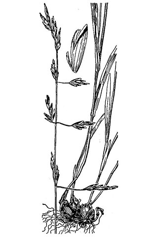 <i>Melica fugax</i> Species of flowering plant
