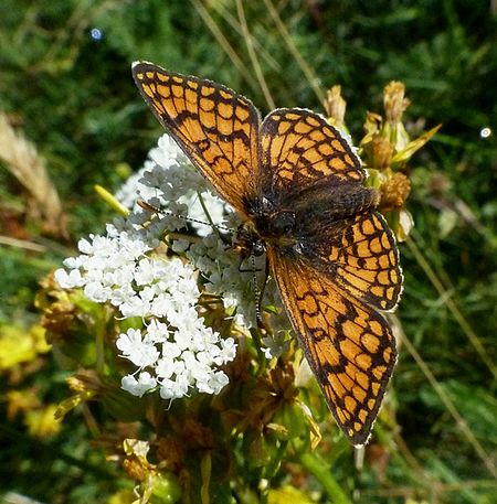 Melitaea parthenoides