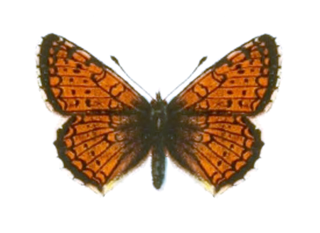 Melitaea