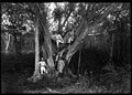 Men posing in a large tree (3796293262).jpg