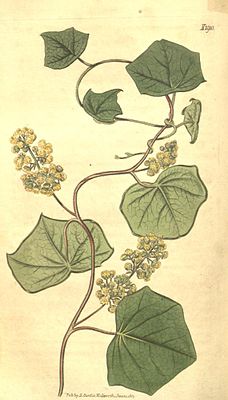 American moon seed (Menispermum canadense), illustration [1]