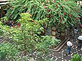 Cour du marché aux fruits