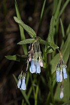 Mertensia oblongifolia