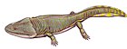 寬額鯢（Metoposaurus diagnosticus）
