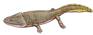 Metoposaurus