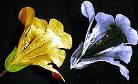 Mimulus flower. Flower under natural light (left) and under ultraviolet light (right) showing the nectar guides which are not visible to the human eye. Mimulus nectar guide UV VIS.jpg