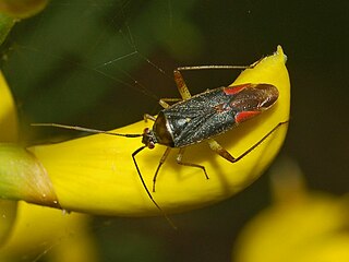 <i>Closterotomus trivialis</i> Species of true bug