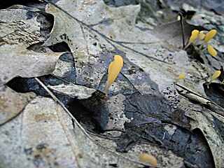 <i>Mitrula paludosa</i> Species of fungus