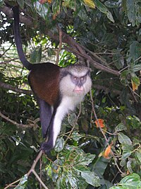 Mona Monkey, Cercopithecus mona.jpg