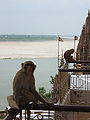 Monkey Varanasi 2007