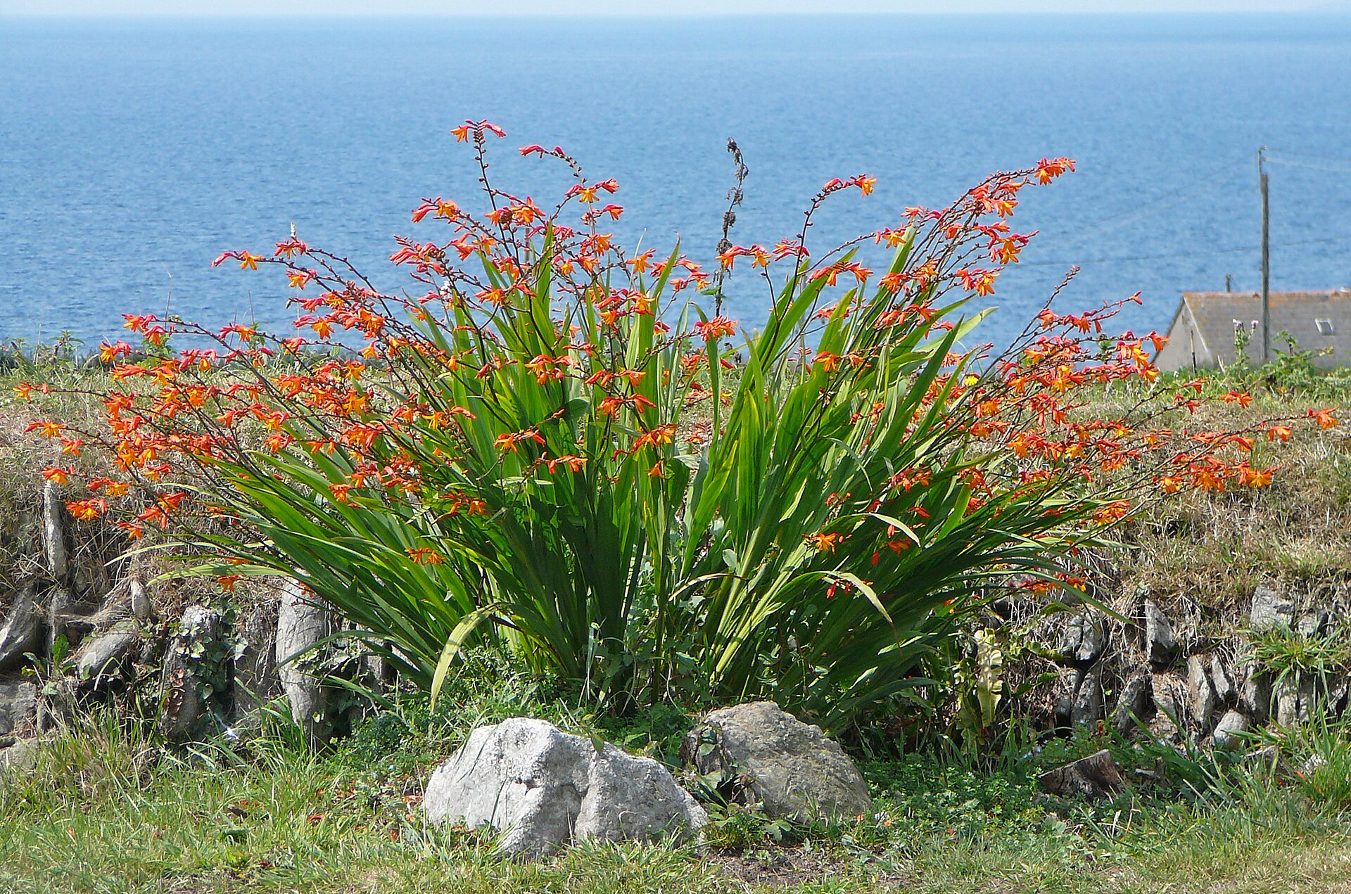 Montbretia at Halzephron.jpg