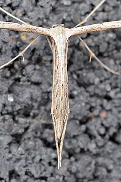 Plume Moth (Pterophoridae)