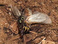 Polistes dominula (Vespidae) Paper wasp