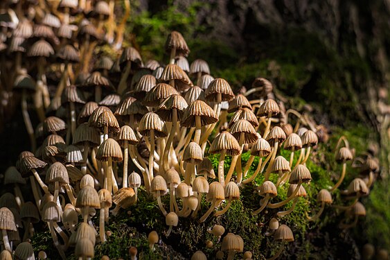 Coprinellus disseminatus in the forest.