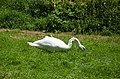 * Nomination Mute swan foraging for grass.--Peulle 00:05, 11 July 2018 (UTC) * Promotion Good quality. --GT1976 01:06, 11 July 2018 (UTC)