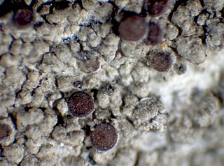 <i>Myochroidea</i> Genus of lichens